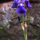 Schwertlilie Iris germanica