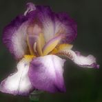 Schwertlilie (Iris) II