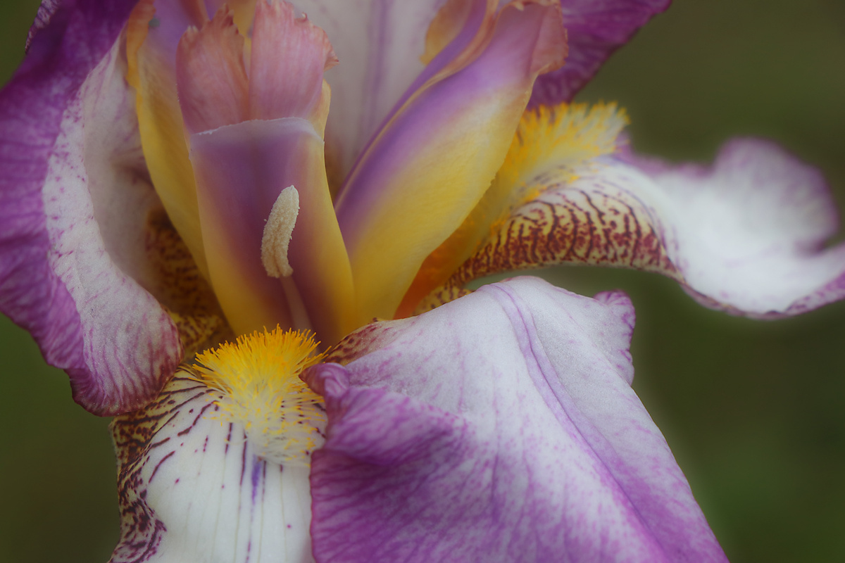 Schwertlilie (Iris) III