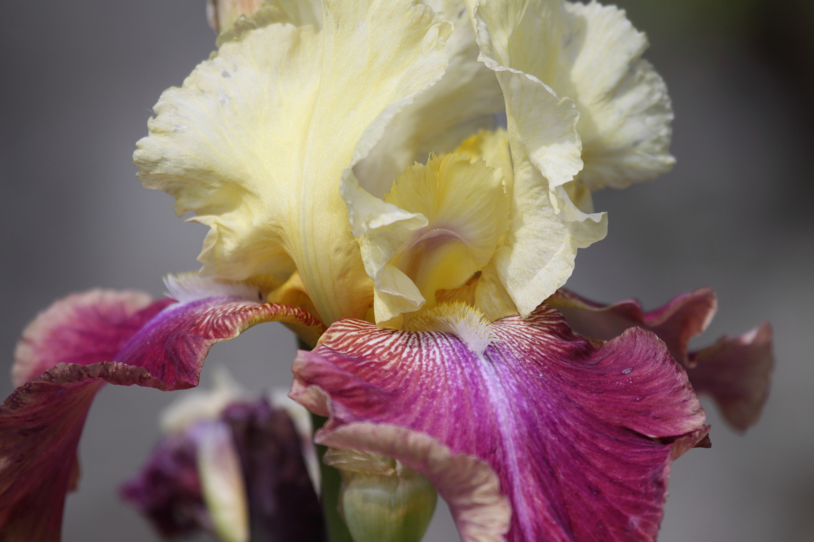 Schwertlilie (Iris) im Kurpark Bad Bellingen