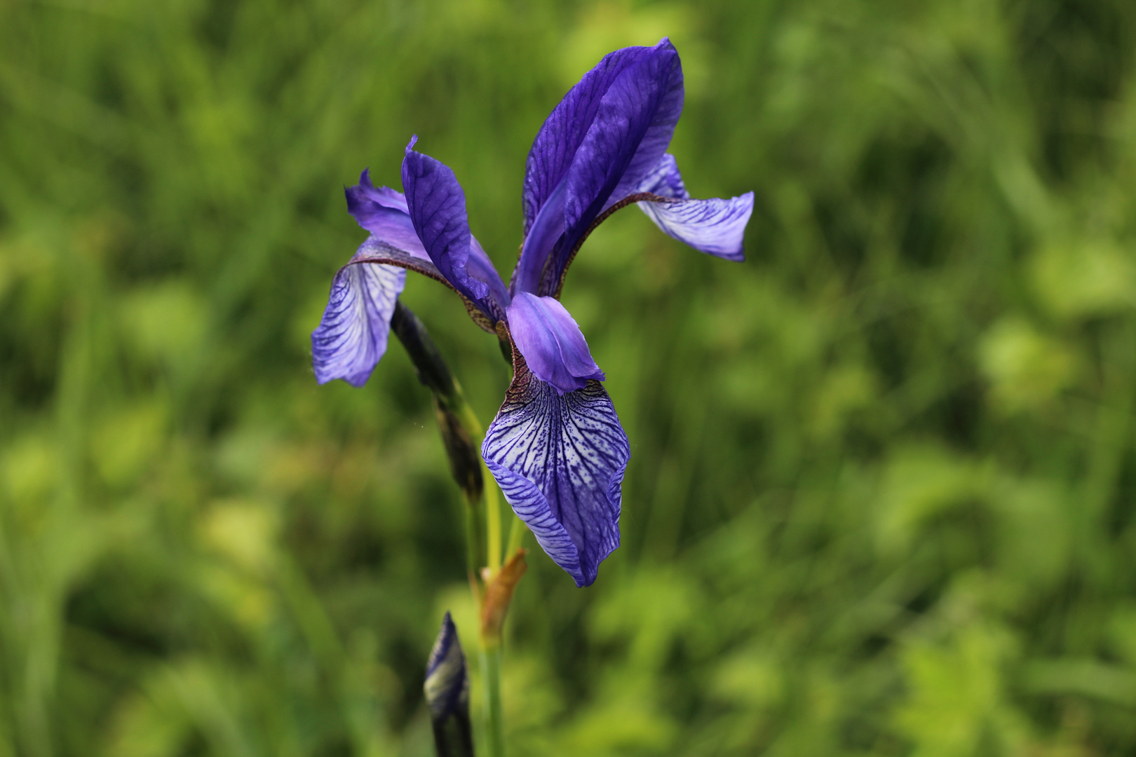Schwertlilie (Iris) Lila. Foto & Bild pflanzen, pilze & flechten