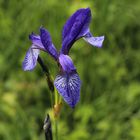 Schwertlilie (Iris) Lila.