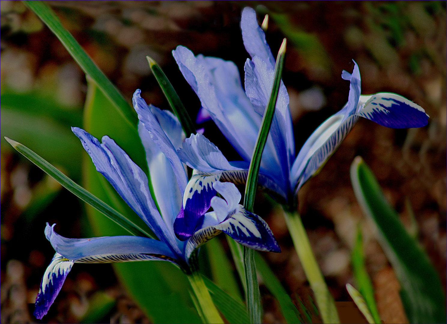  Schwertlilie  Iris reticulata 