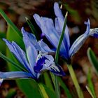  Schwertlilie  Iris reticulata 