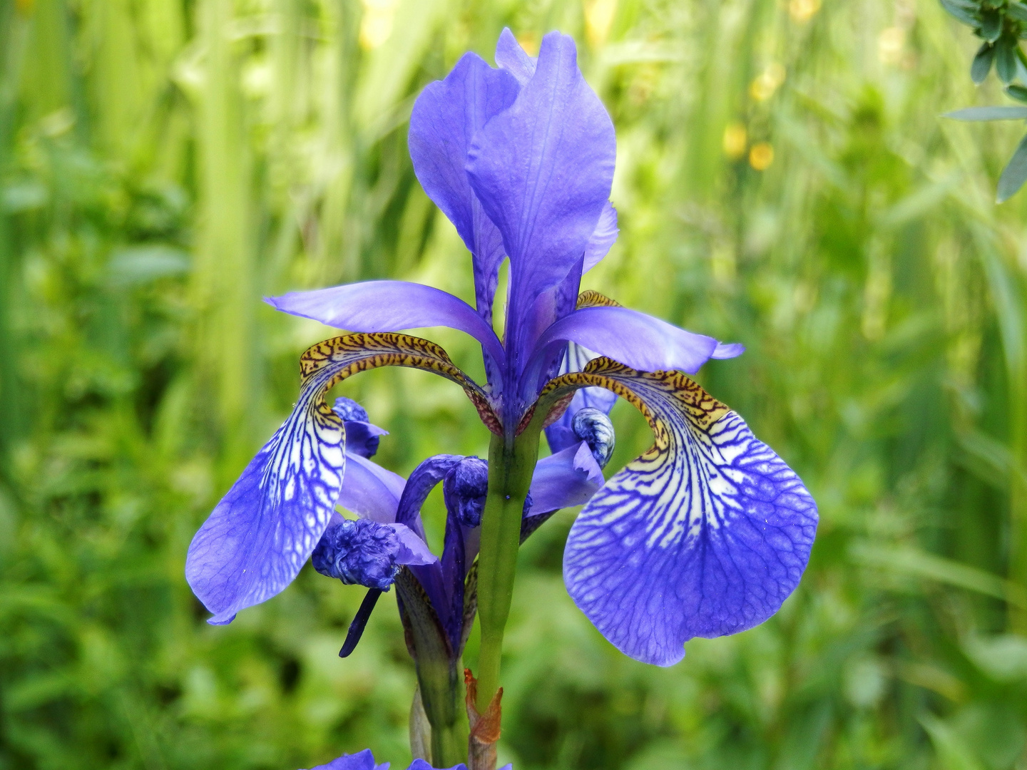 Schwertlilie (Iris sibirica)