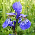 Schwertlilie (Iris sibirica)