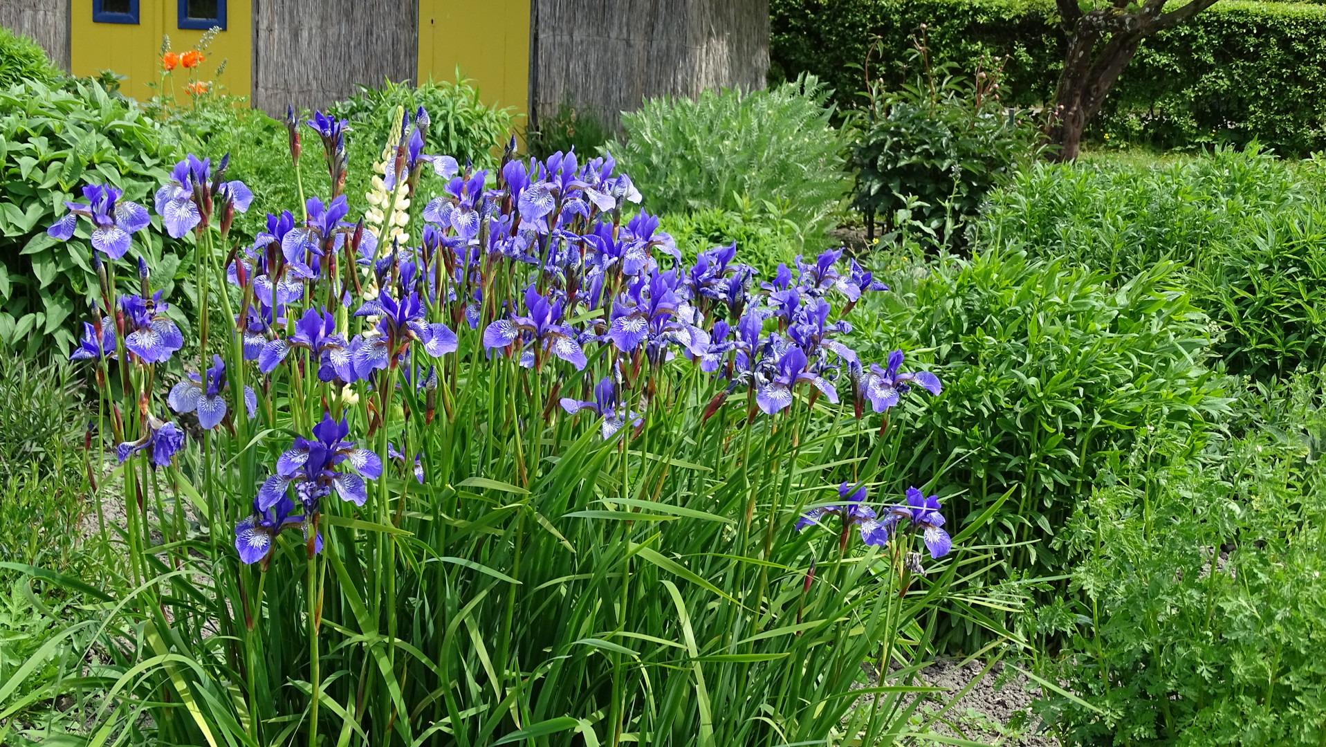 Schwertlilie (Iris versicolor)