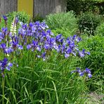 Schwertlilie (Iris versicolor)