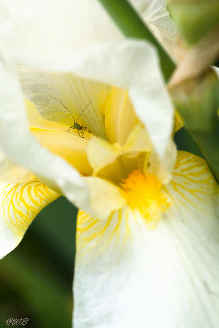 - Schwertlilie (Iris) weiß-gelb, mit Gast -