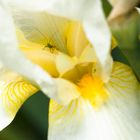- Schwertlilie (Iris) weiß-gelb, mit Gast -