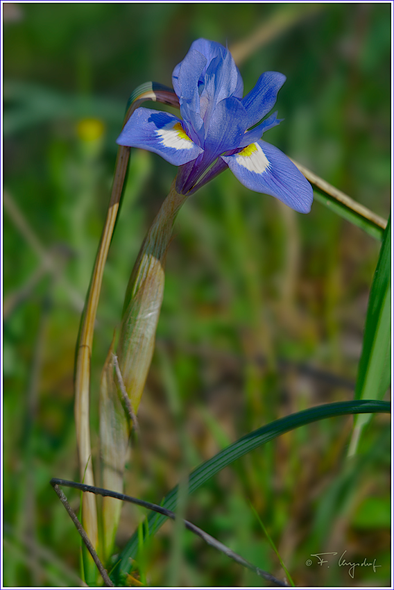 Schwertlilie-(Iris-xiphium)