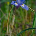 Schwertlilie-(Iris-xiphium)