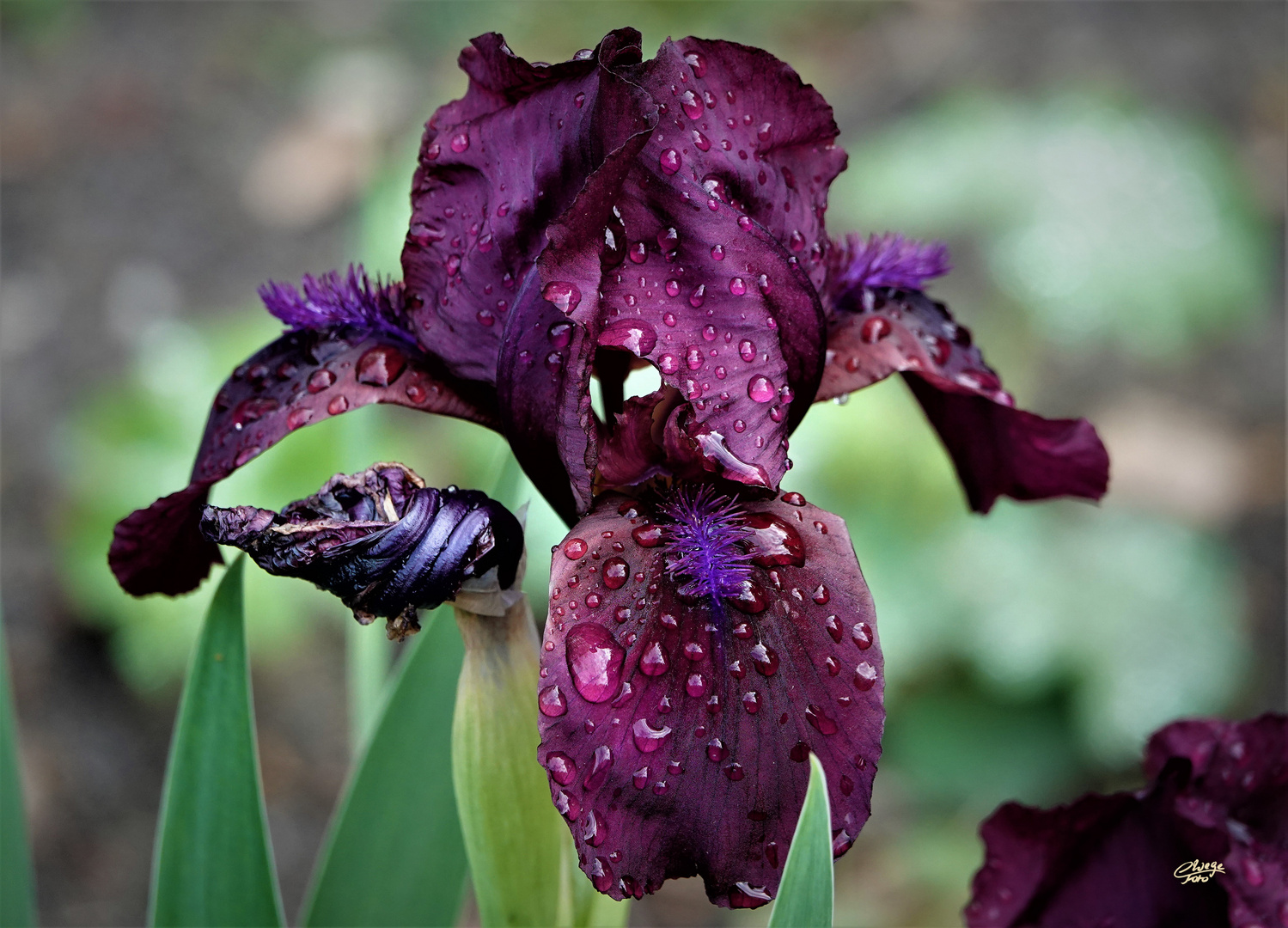 Schwertlilie nach dem Regen