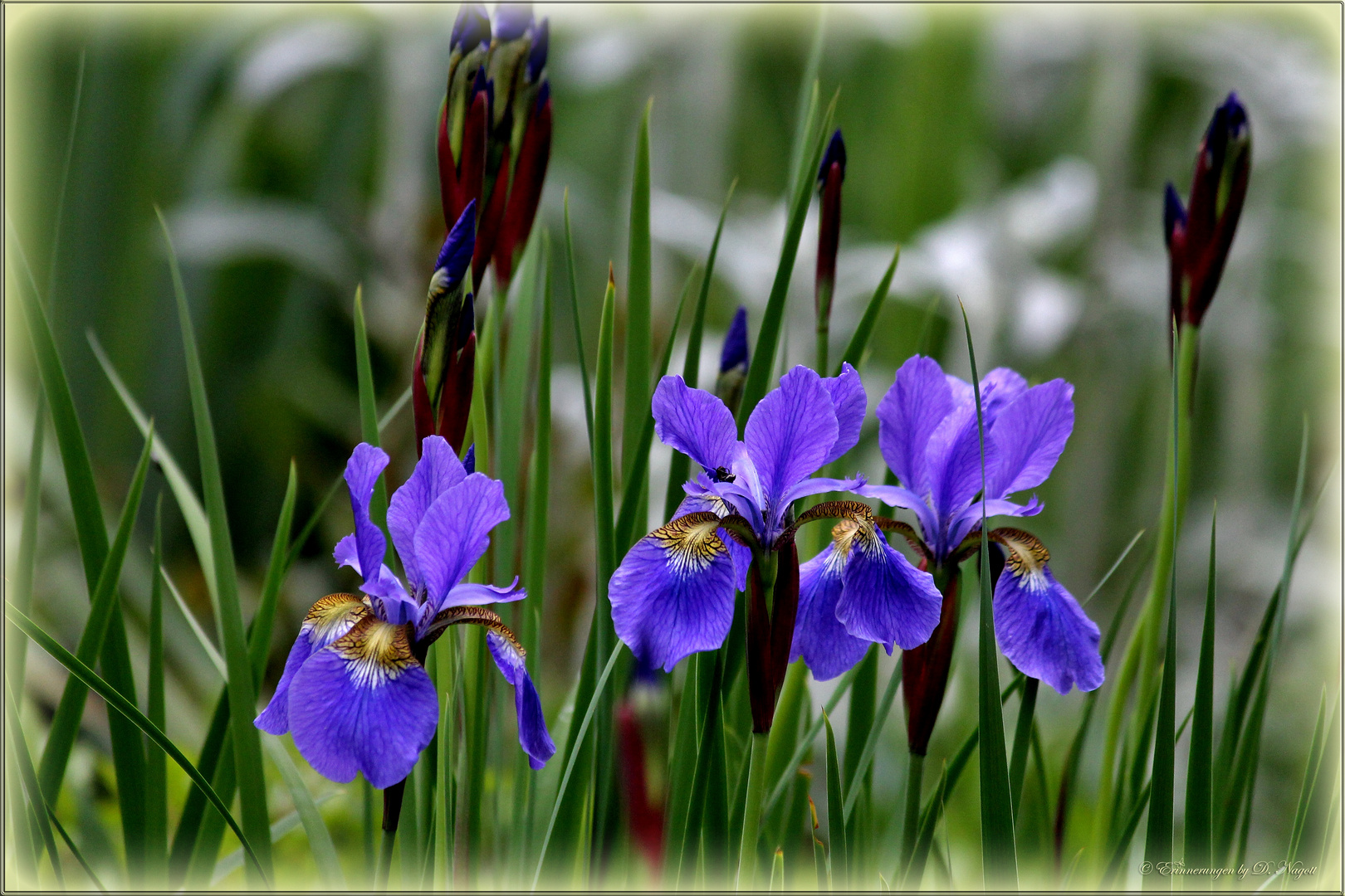 Schwertlilien Foto & Bild | fotos, natur, pflanzen Bilder auf fotocommunity