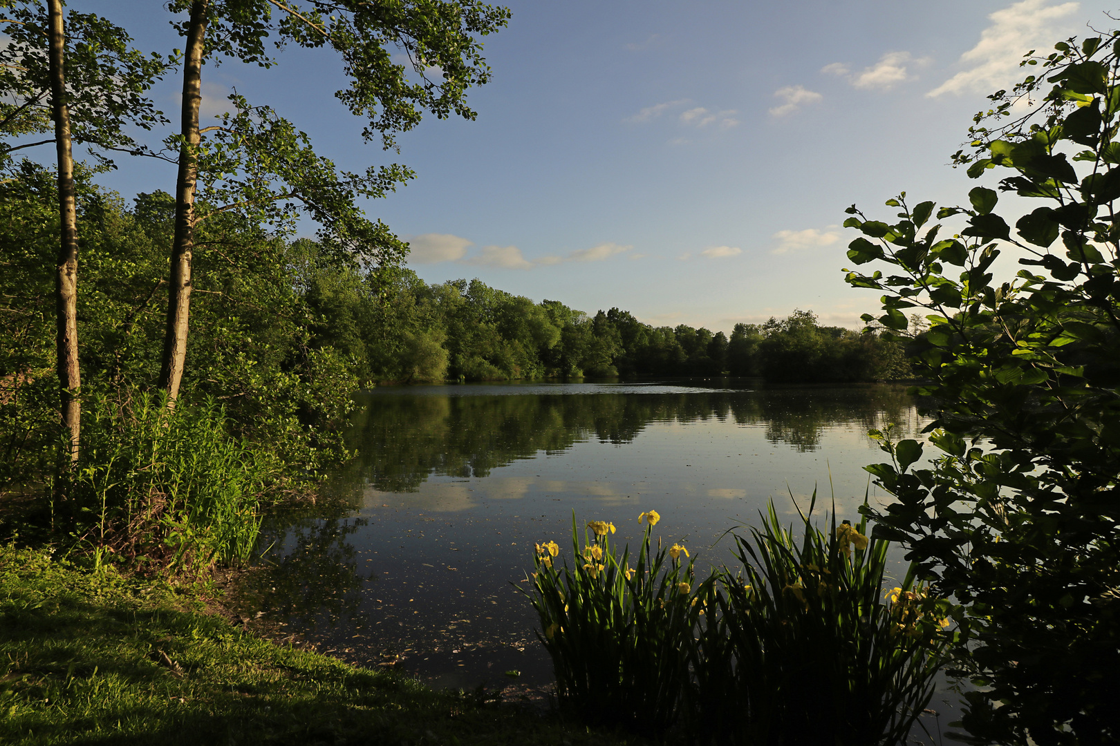 Schwertlilien am Ufer