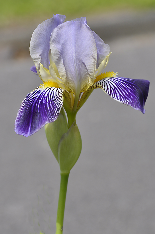 Schwertlilien Blüte