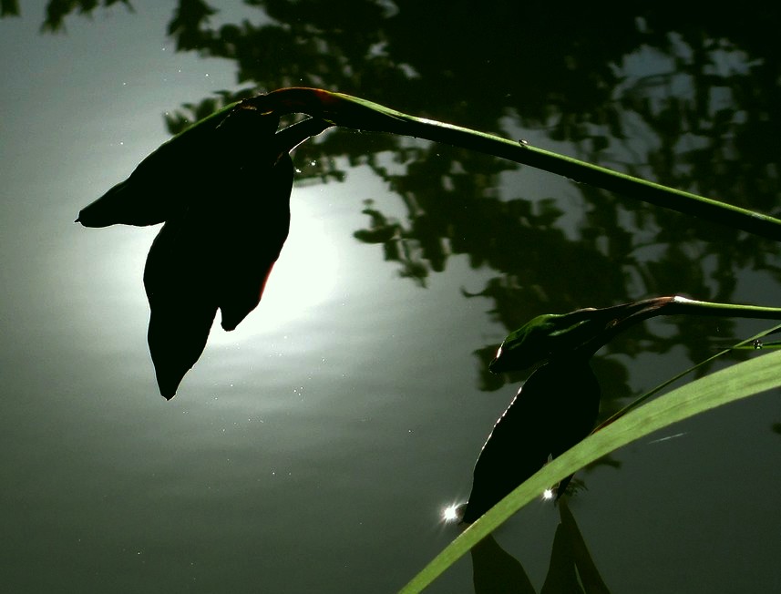 SchwertlilienFrüchte am Teich... Foto & Bild pflanzen, pilze