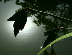 Schwertlilien-Früchte am Teich...