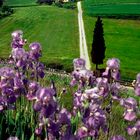 Schwertlilien in der Toskana
