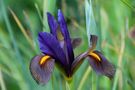 Schwertlilien ( Iris ) by sylvinchen 