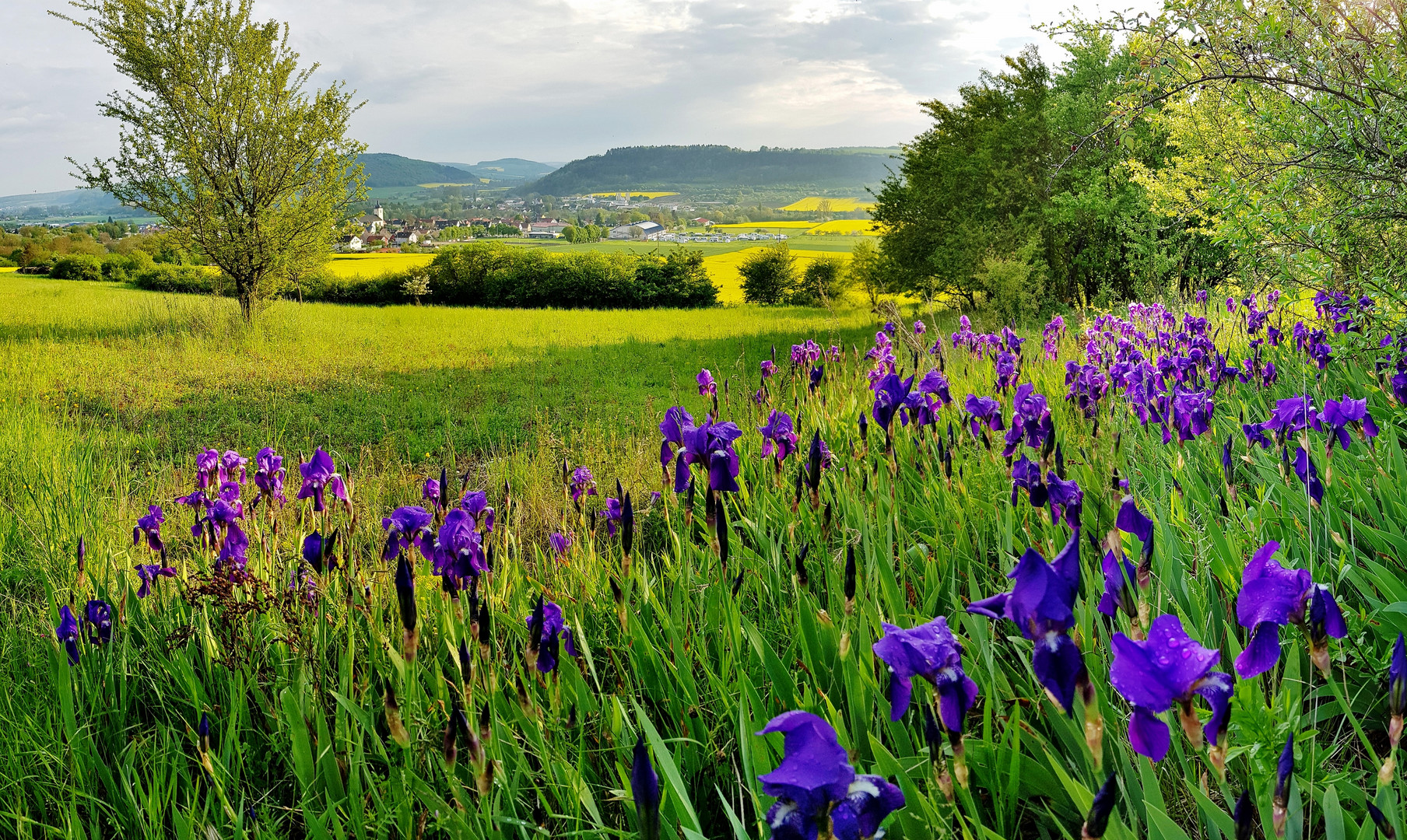 Schwertlilien über dem Taubertal.