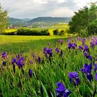 Schwertlilien über dem Taubertal.