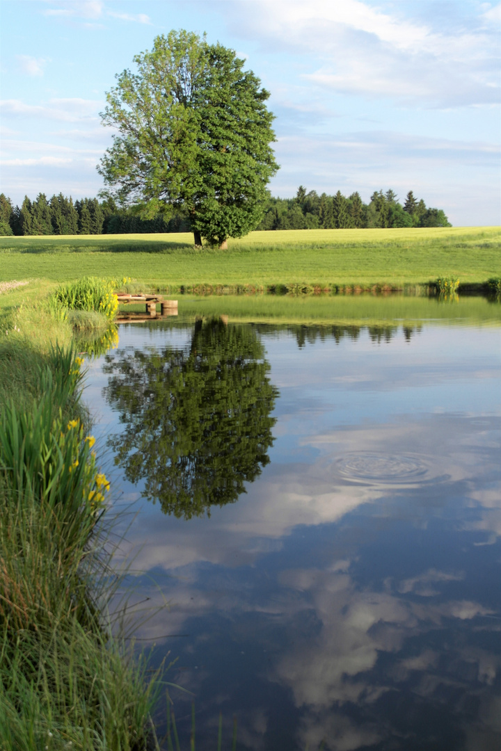 Schwertlilien und Wiesenspiegelung - Wasserkringeln durch Fischschnappen