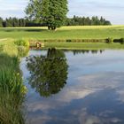 Schwertlilien und Wiesenspiegelung - Wasserkringeln durch Fischschnappen