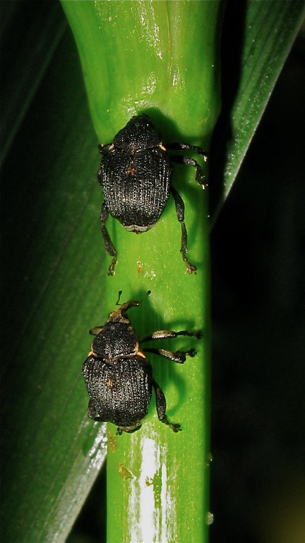 Schwertlilienrüßler (Mononychus punctumalbum) an Wasserschwertlilie (Iris pseudacorus)