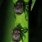 Schwertlilienrüßler (Mononychus punctumalbum) an Wasserschwertlilie (Iris pseudacorus)