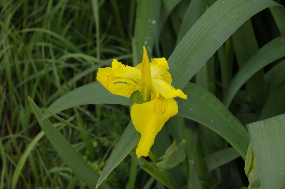 Schwertlilien.....Wasser-Iris