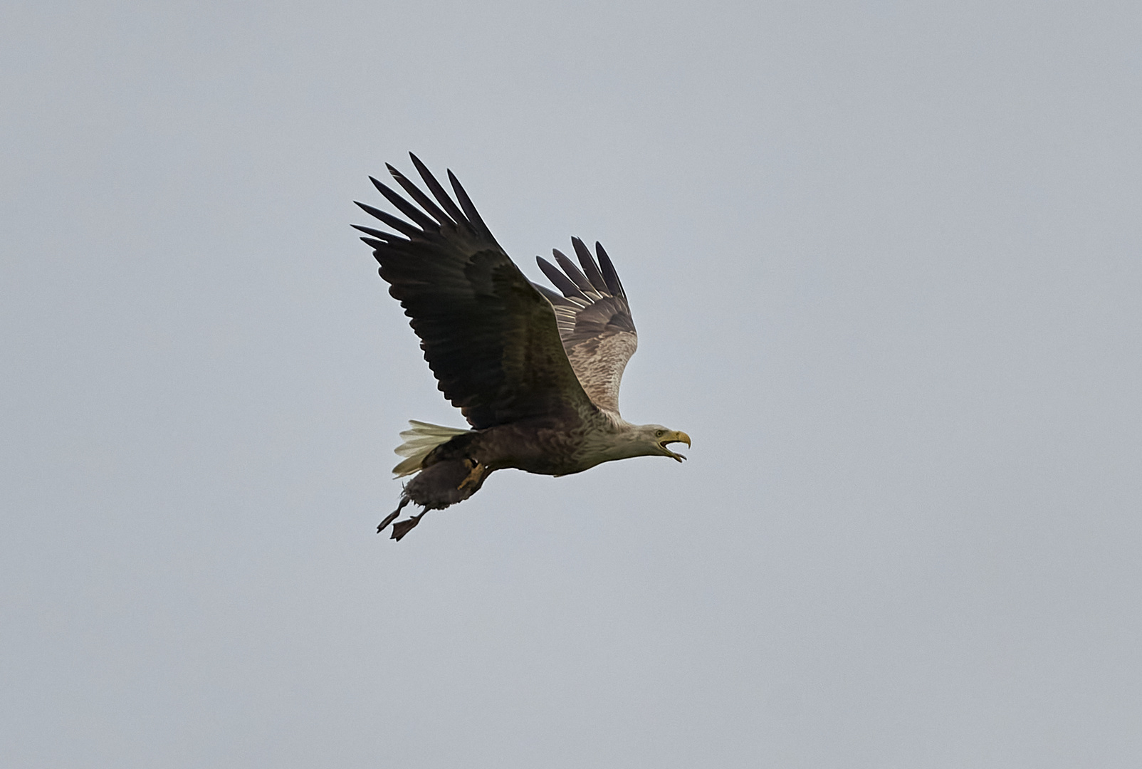 Schwertransport im Flug