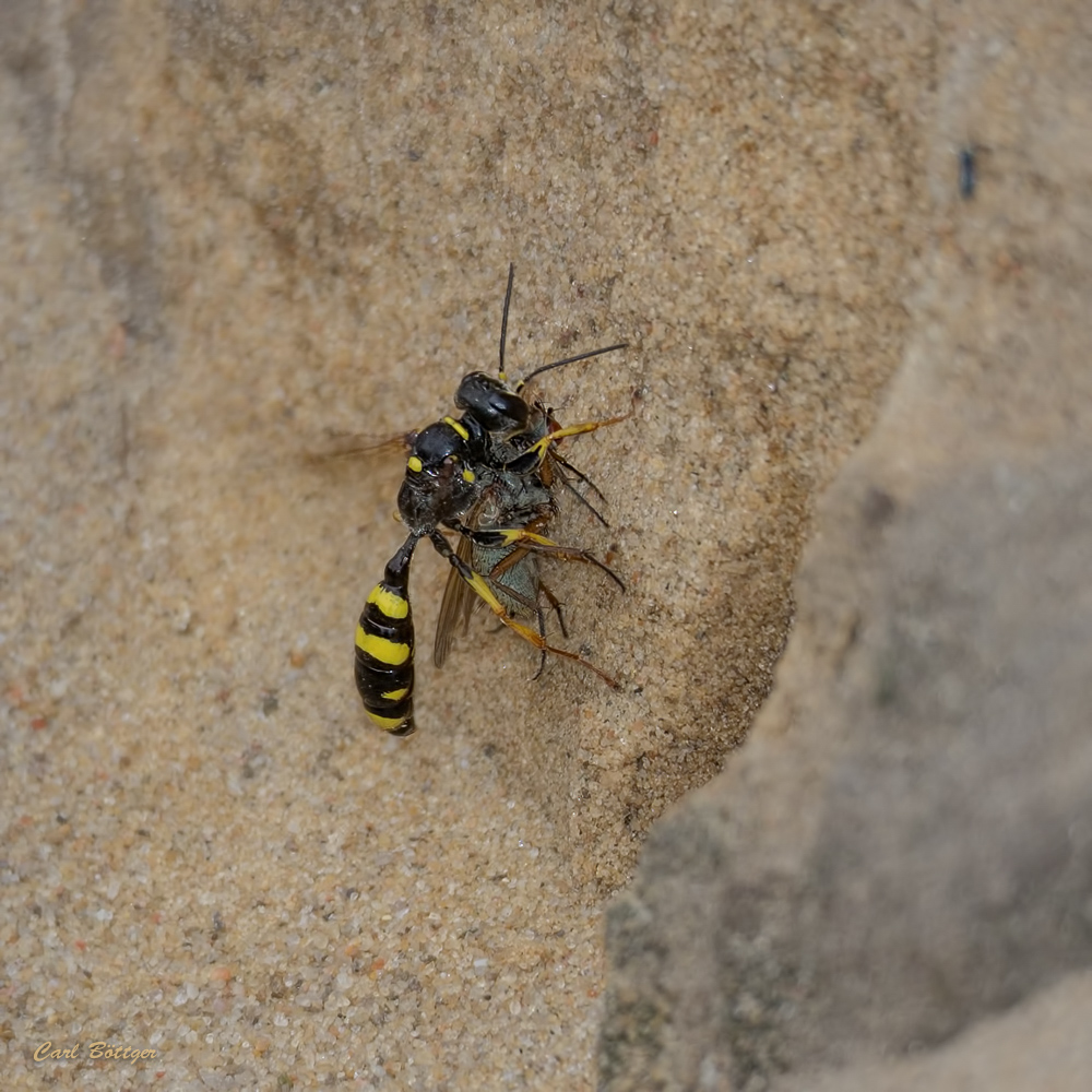 Schwertransport zum Nest - Kotwespe (Mellinus arvensis)