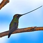 Schwertschnabel-Colibri aus dem Nebelwald von Ecuador