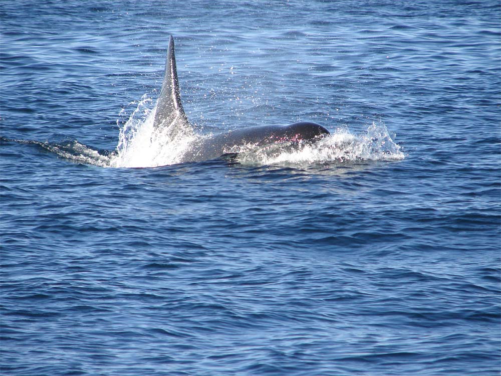 Schwertwal in der Johnston Strait - Vancouver Island