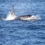 Schwertwal in der Johnston Strait - Vancouver Island