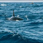 Schwertwal (Orcinus orca) In der Straße von Gibraltar