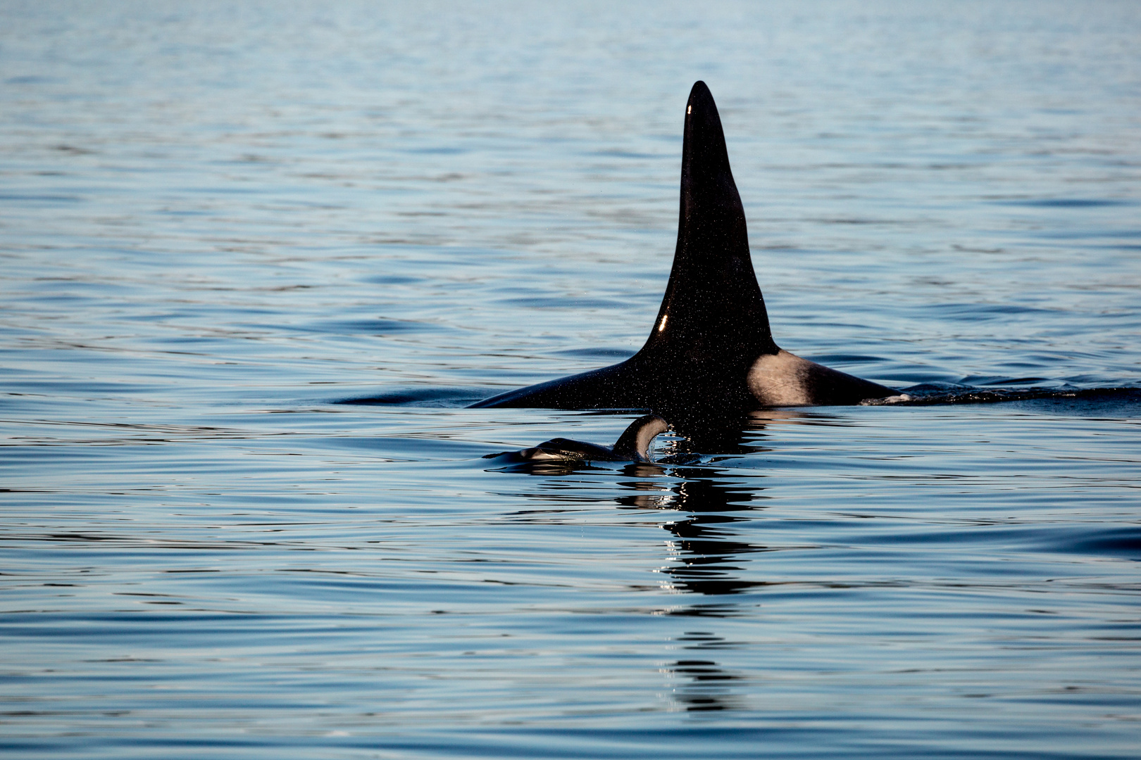 Schwertwal und Delfin