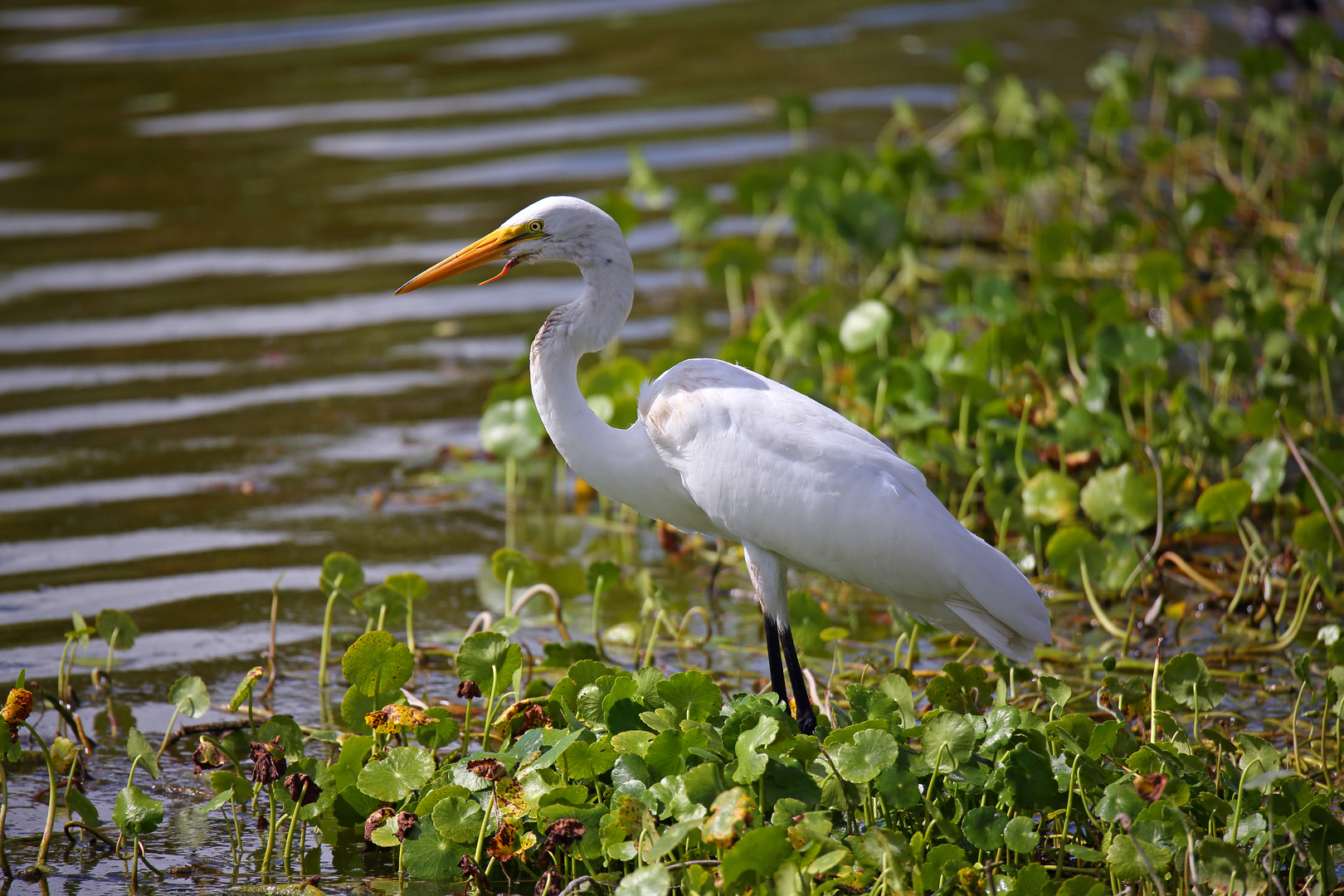 Schwerverletzter Reiher