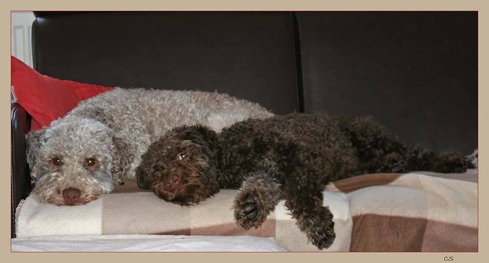 Sch Wetter Wir Bleiben Auf Der Couch Foto Bild Tiere Haustiere Hunde Bilder Auf Fotocommunity