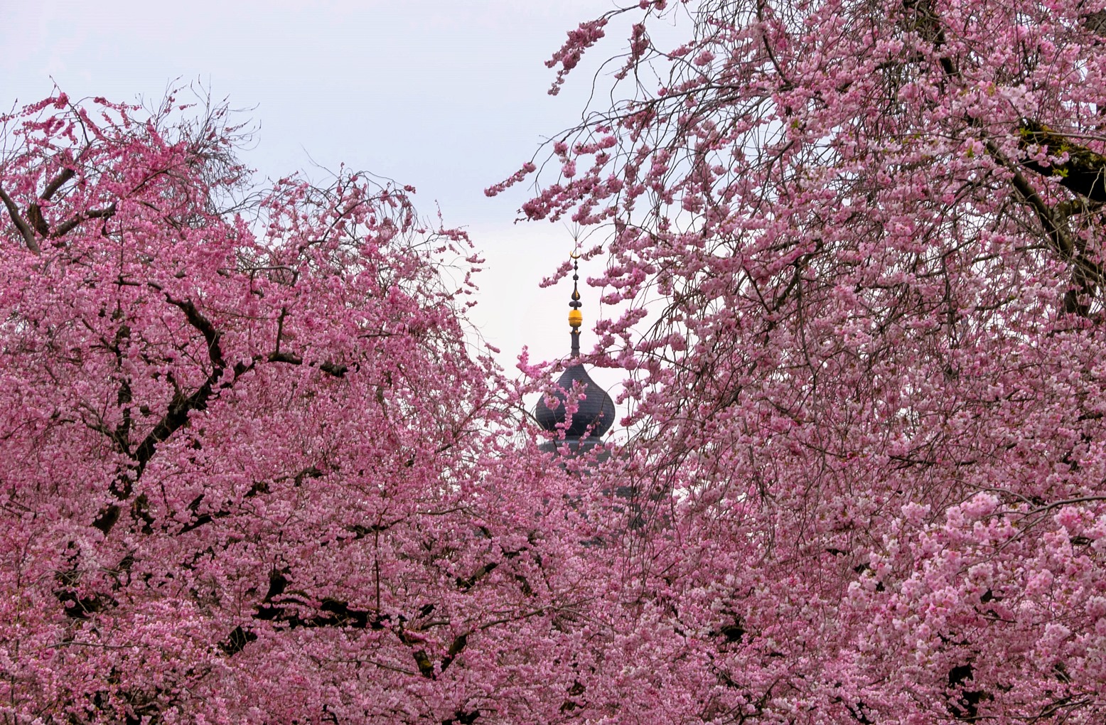 Schwetzinger Kirschblüte