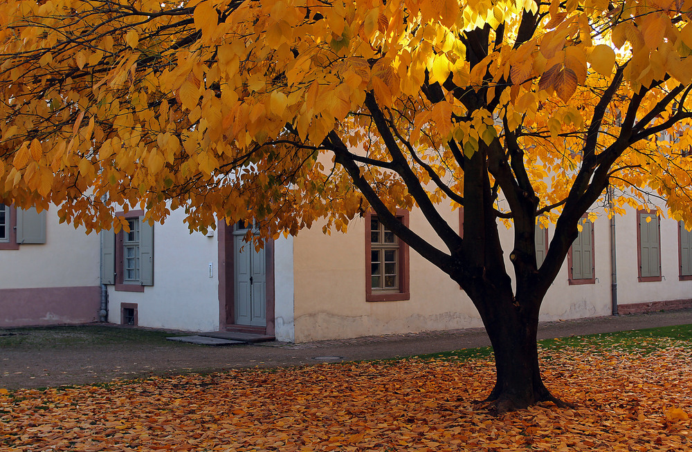 Schwetzinger Schlossgartenherbst