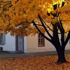 Schwetzinger Schlossgartenherbst