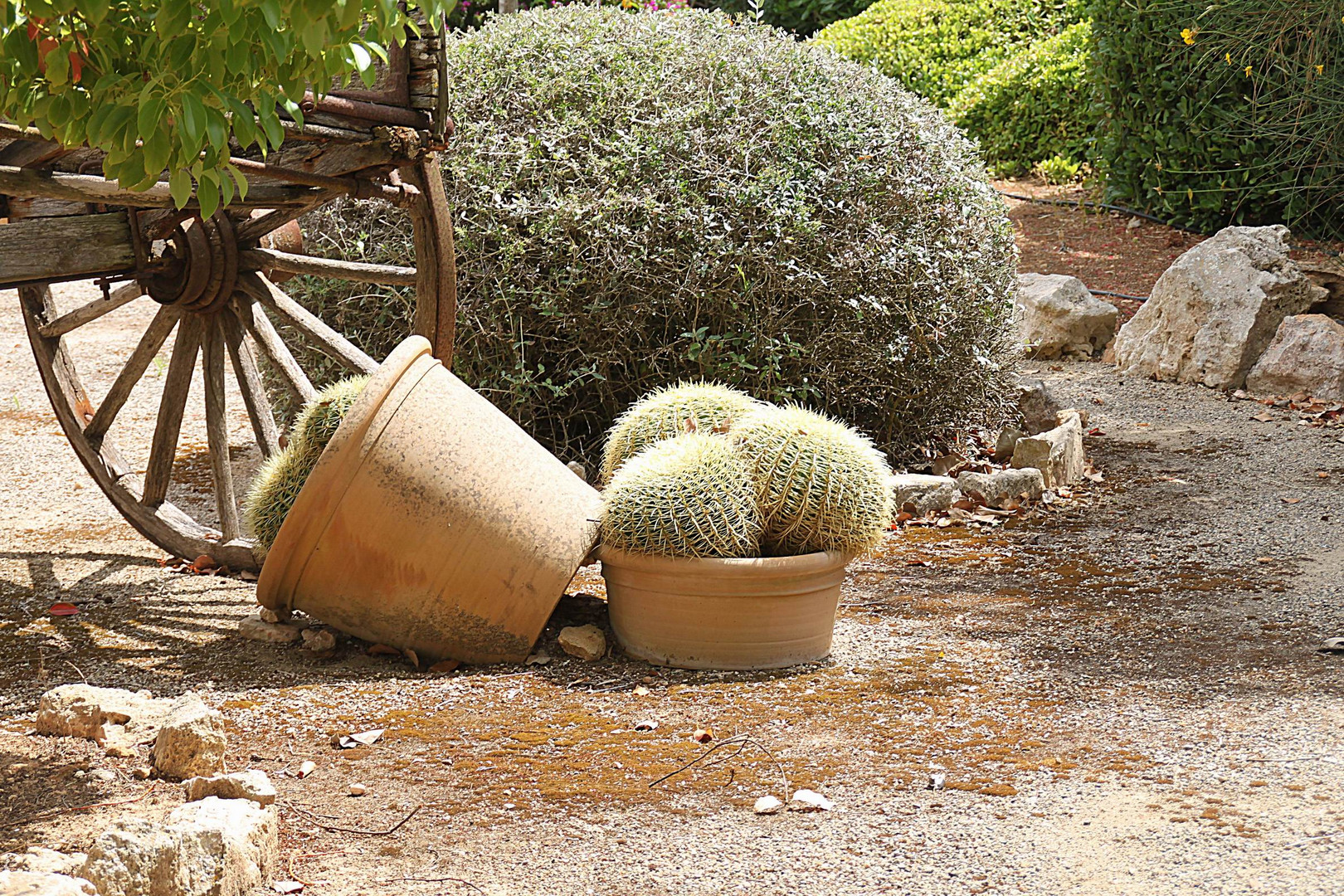 Schwiegermutter-Kaktus im Botanicactus