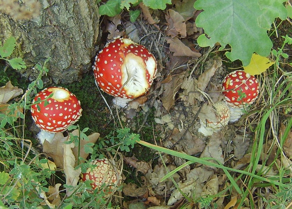 Schwiegermutterpilz mit Biss