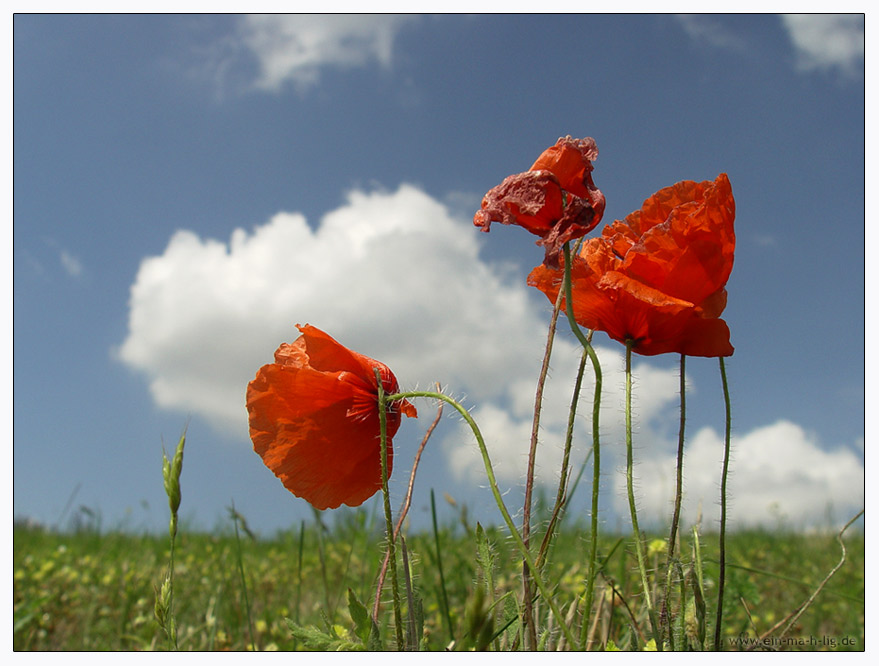 Schwiegersohn vom Ex-Mohn