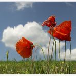 Schwiegersohn vom Ex-Mohn