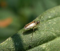 Schwieliger Schmalhans (Dicyphus globulifer)