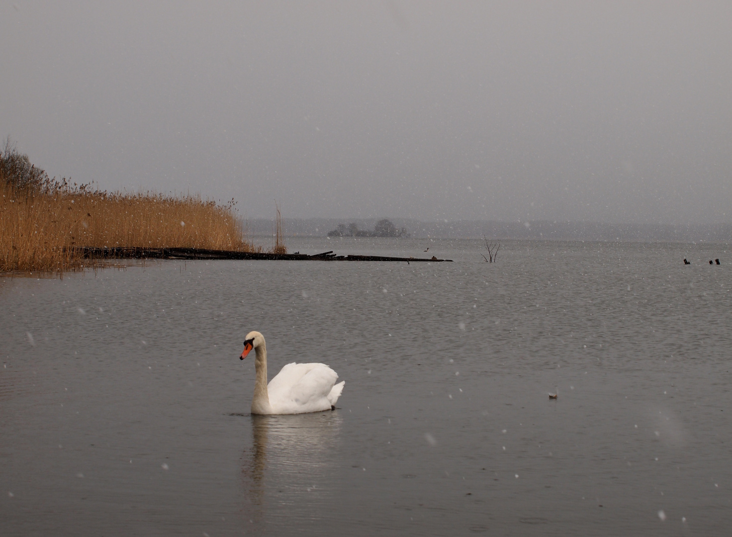 Schwielochsee mit Schwan und Schneeregen (Ostern 2012)