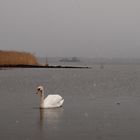 Schwielochsee mit Schwan und Schneeregen (Ostern 2012)